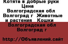 Котята в добрые руки › Цена ­ 5 - Волгоградская обл., Волгоград г. Животные и растения » Кошки   . Волгоградская обл.,Волгоград г.